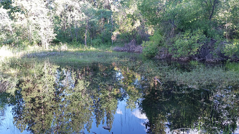 Dishman Hills Conservancy Area - The Ponds - Chris-R.net